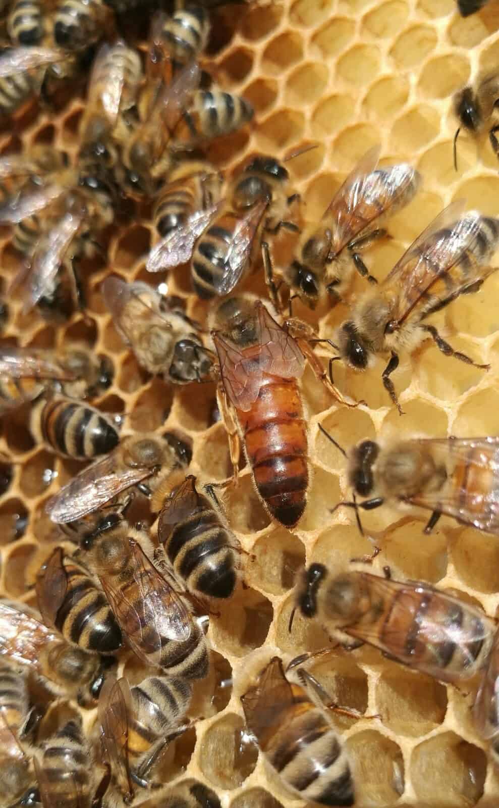 Comment L’abeille Devient Reine Naturabee